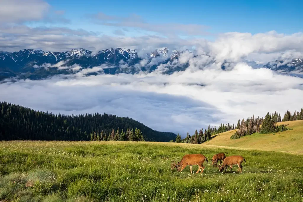 Deer at Hurricane Ridge in Olympic National Park