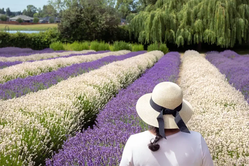 Sequim Lavender Farms and Festival