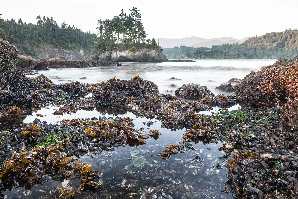 Tidepools & Beaches 1