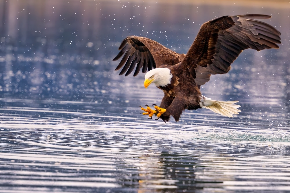 An eagle going for a fish in the Dungeness National Wildlife Refuge in Sequim