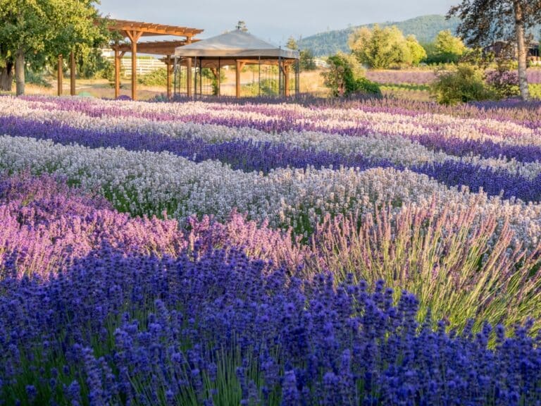 Rows of lavender at local farms, seen during the annual Sequim Lavender Festival