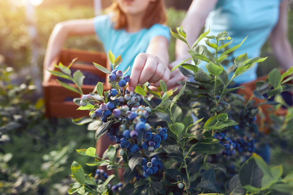 The Best Things to do in Sequim This Summer 4 Family picking berries at local farms is one of the best things to do in Sequim, WA in the summer