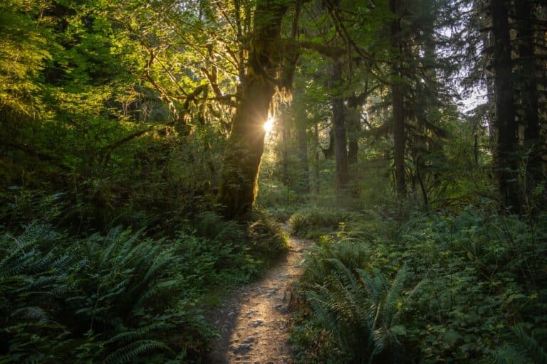 The Hoh Rainforest is One of the Best Places to Visit in Washington