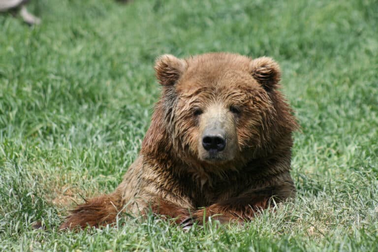 A grizzly bear at the Olympic Game Farm in Sequim