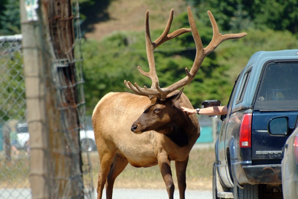 Someone petting an elk out the car window at the Olympic Game Farm in Sequim