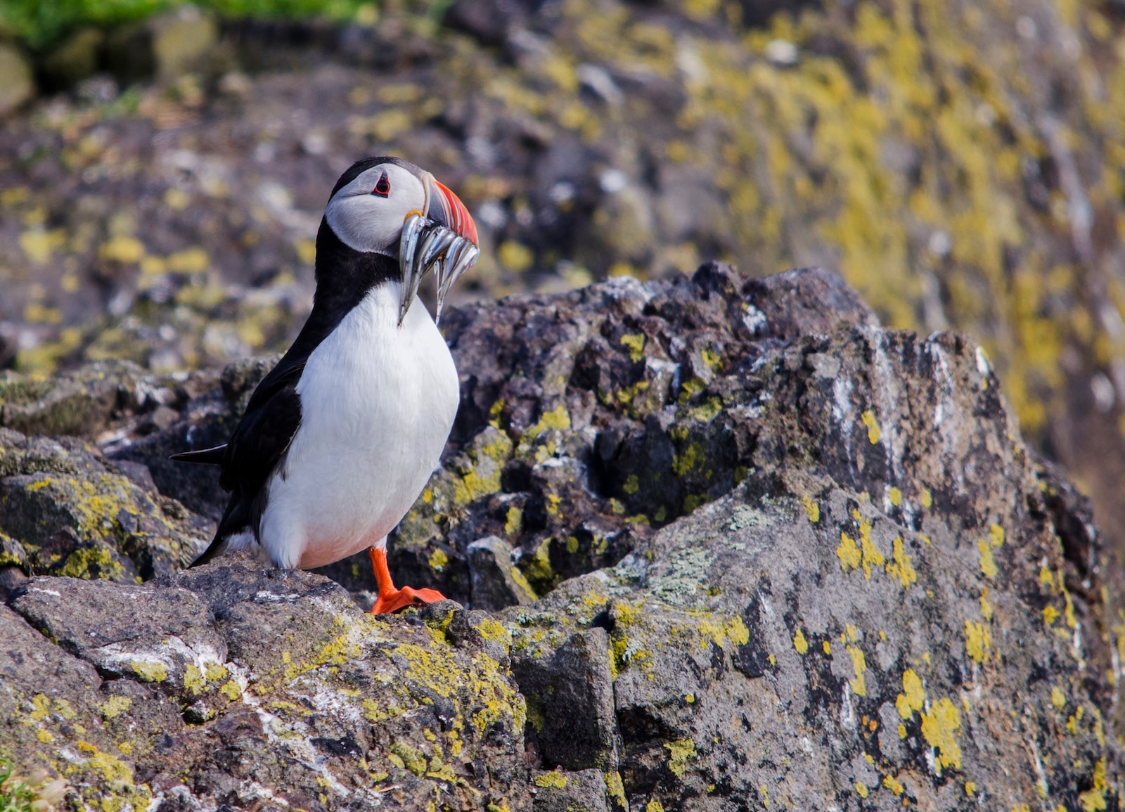 Puffins, who live along the Salish Sea, are some of the birds you will learn about at the Dungeness River Nature Center. 