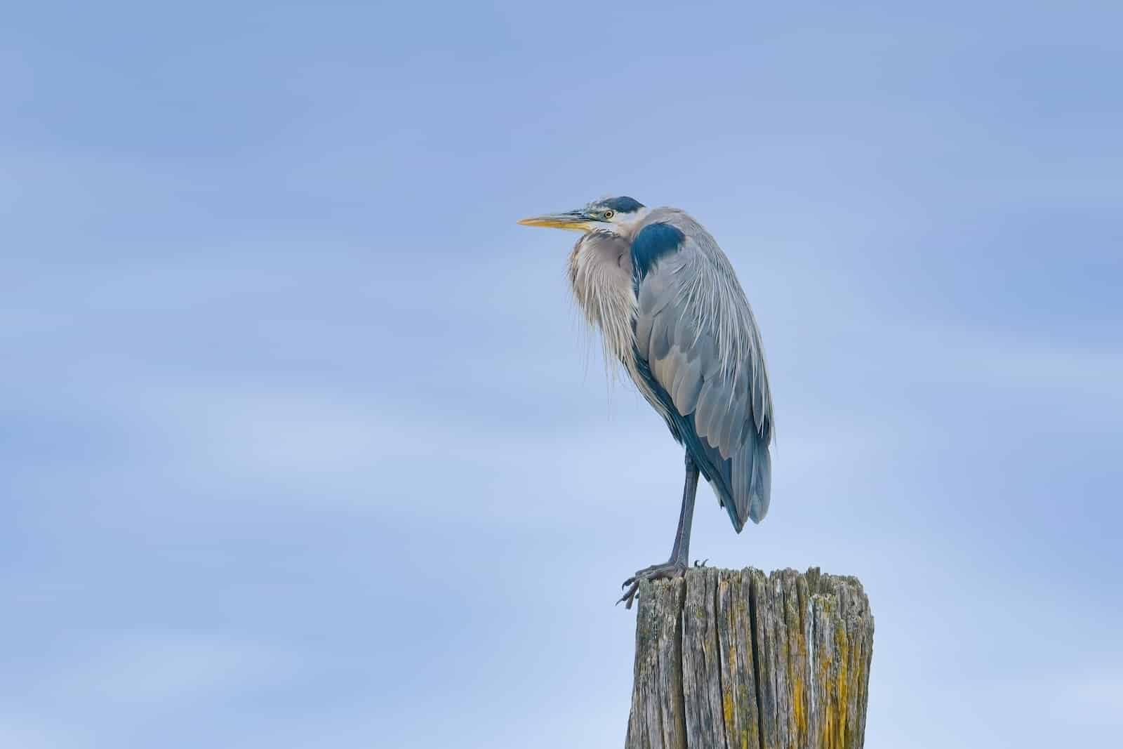 A Great Blue Heron is one of the birds you might during an event put on by the Dungeness River Nature Center. 