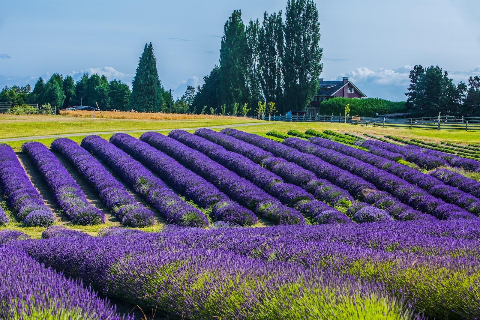 Sequim Lavender Farms shine during the annual Sequim Lavender Festival on the Olympic Peninsula