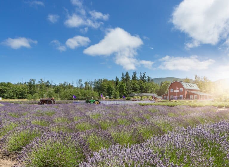 Lavender farms are one kind of Sequim farms you'll find this summer.